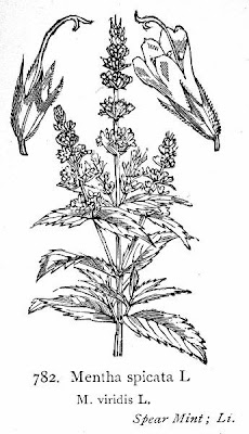 Mentha spicata L.