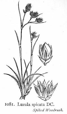 Erba lucciola pendula