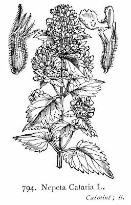 Field balm