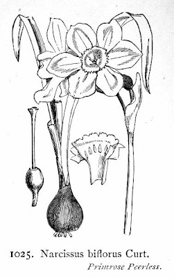 Narcissus biflorus,
,
Narciso bifloro