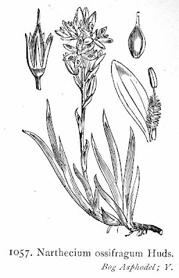 Narthecium ossifragum,
Bog Asphodel,
bog-asphodel