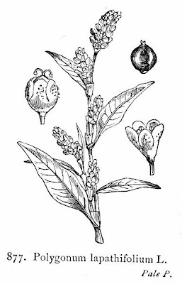 Erva-de-bicho-pruinosa