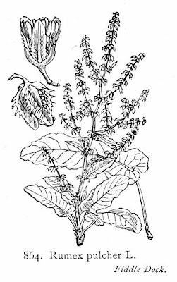 Acedera Acedera