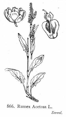 Azedas Azedas