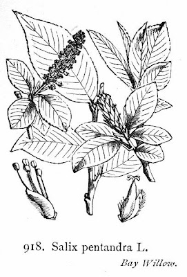Salice odorosa