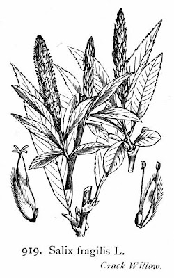 Crack willow Crack willow