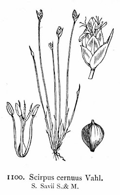Low bulrush