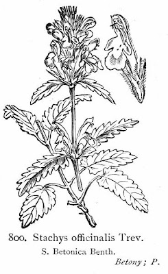 Stachys officinalis (L.) Trevisan