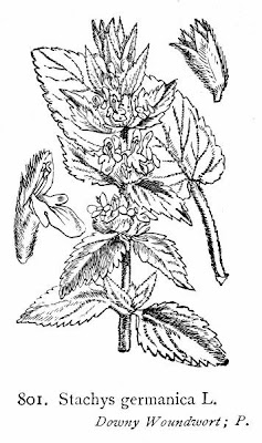 Stachys germanica L.