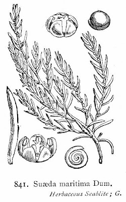 Herbaceous seepweed Herbaceous seepweed