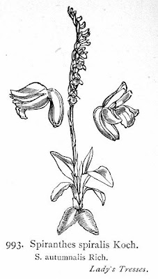 Autumn Lady's Tresses Autumn Lady's Tresses