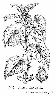 California nettle California nettle