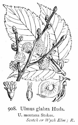 Ulmus montana