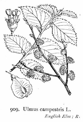 Ulums campestris