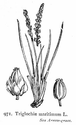 Giucastrello marino