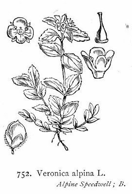 Alpine speedwell Alpine speedwell