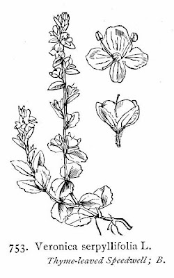 Brightblue speedwell Brightblue speedwell