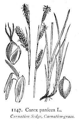 Carnat tonggrass Carnat tonggrass