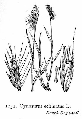 Bristly dogstail grass Bristly dogstail grass