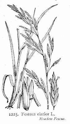 Tall fescue
