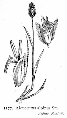 Boreal alopecurus Boreal alopecurus