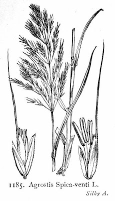 Common wind grass Common wind grass