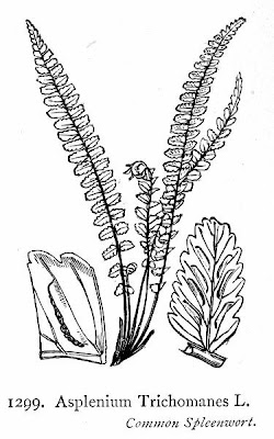 Dense spleenwort