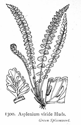 Asplenium viride Hudson