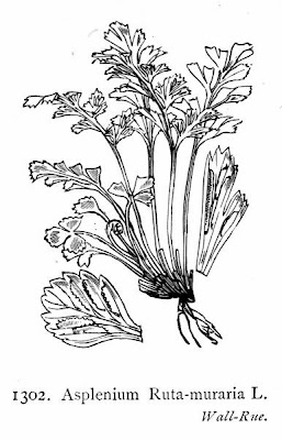 Asplenium ruta-muraria L.