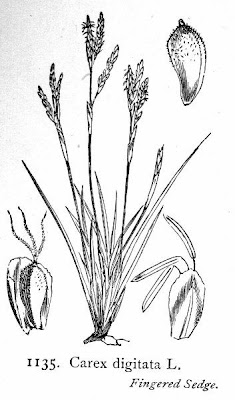 Fingered Sedge Fingered Sedge