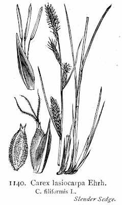 American woollyfruit sedge American woollyfruit sedge