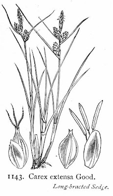Carice delle lagune Carice delle lagune