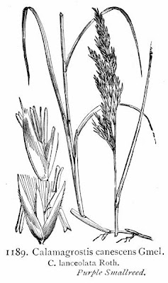 Calamagrostis canescens,
Cannella delle torbiere,
Purple Small Reed,
purple smallreed
