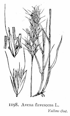 Avoine jaunātre Avoine jaunātre