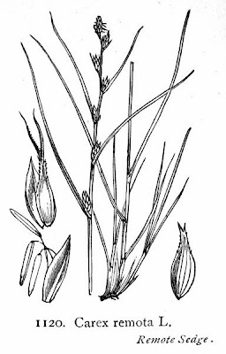 Carex remota L.