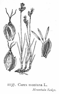 Carex montana L.