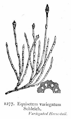 Equisetum variegatum Schleicher