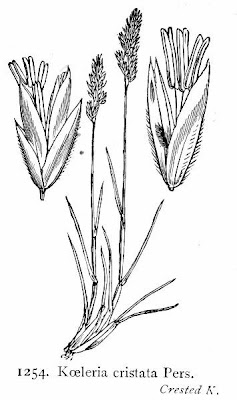 Koeleria cristata,
,
Pal&Uacute;o steppico