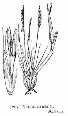 Nardus stricta,
Cervino,
matgrass,
Moor Mat Grass,
moor matgrass,
nard grass