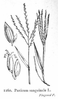 Hairy crabgrass