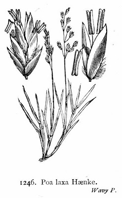 Fienarola ciodola