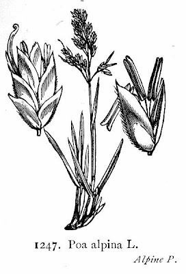 Fienarola delle Alpi Fienarola delle Alpi