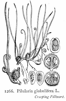 Pilularia globulifera L.