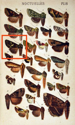 Hadena atriplicis