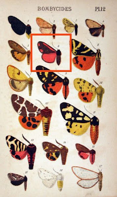 Euchelia jacobeae