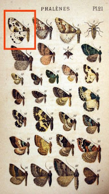 Abraxas sylvata
