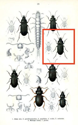 Abax perallelus