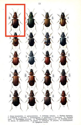Ocys harpaloides