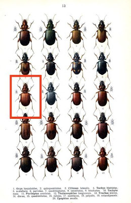 Tachys bisulcatus