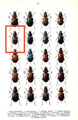 Tachys scutellaris